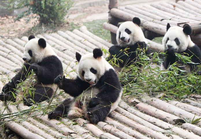 Những chú gấu trúc này có thể đã trải qua tuổi thơ ở một nước nào đó trước khi được đưa về Trung Quốc (Ảnh: Internet).