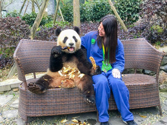 Một chú gấu trúc đang "tạo dáng" bên tình nguyện viên chăm sóc mình tại Cơ sở Đô Giang Yển (Ảnh: Internet).