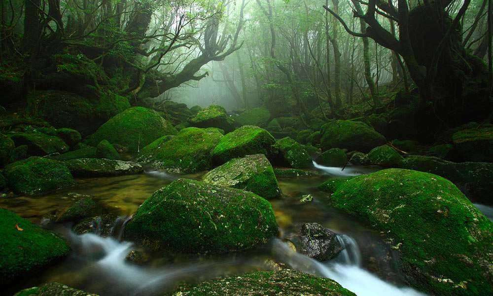 Phong cảnh đẹp nhưng có nét âm u của rừng trên đảo Yakushima (Ảnh: Internet).