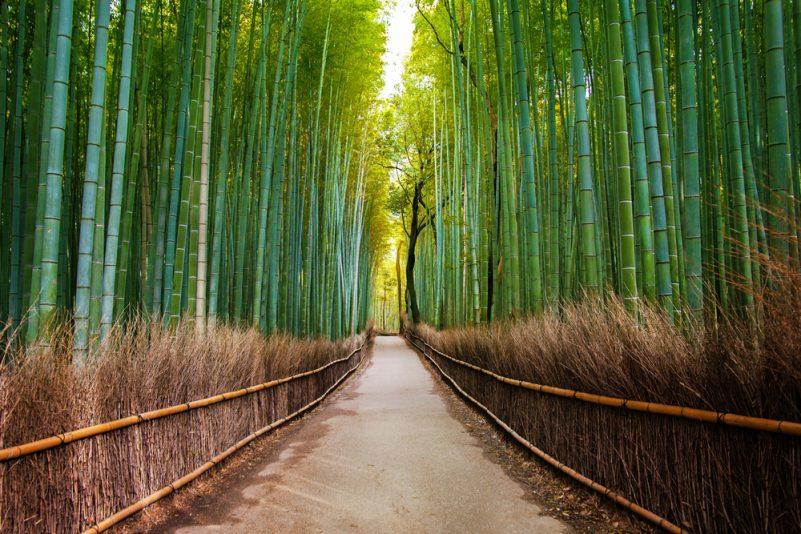 Rừng tre Arashiyama nằm ngay ngoại vi thành phố Kyoto, “thủ đô tinh thần” của nước Nhật (Ảnh: Internet).