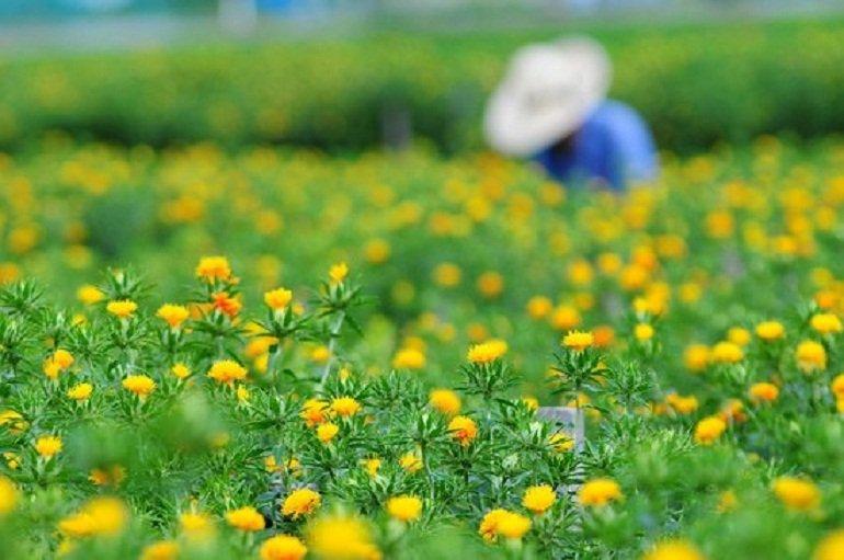Người nông dân đang làm việc trên cánh đồng hoa rum của quận Takase (Ảnh: Internet).
