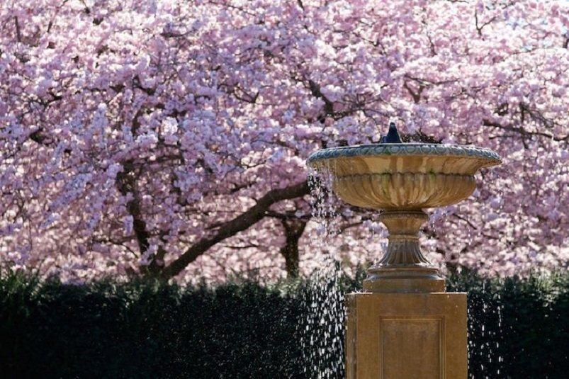 Đài phun nước của Công viên Regent trông thật nhỏ bé trước hàng cây anh đào vào mùa trổ hoa (Ảnh: Internet).