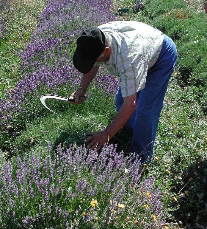Một nông dân địa phương đang thu hoạch hoa oải hương bằng phương pháp thủ công truyền thống (Ảnh: Internet).
