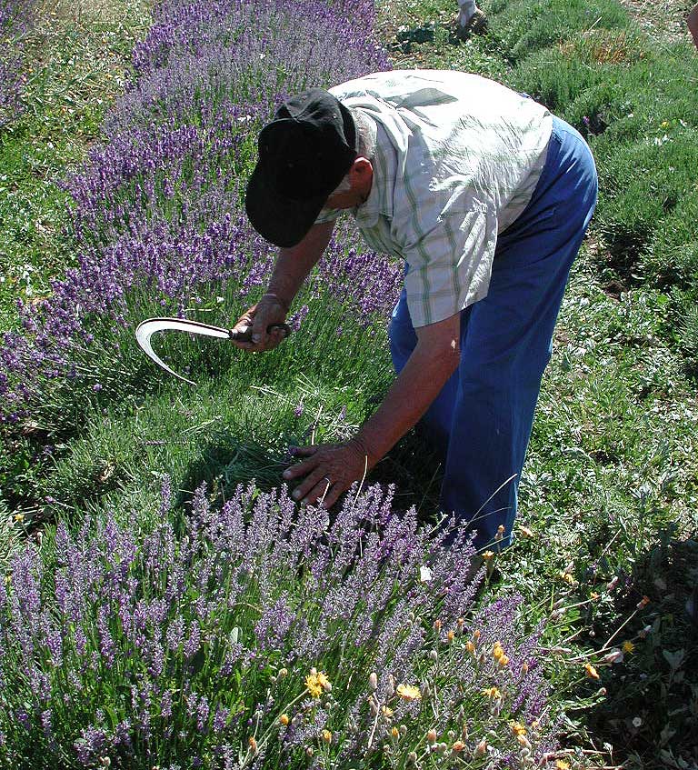 Một nông dân địa phương đang thu hoạch hoa oải hương bằng phương pháp thủ công truyền thống (Ảnh: Internet).