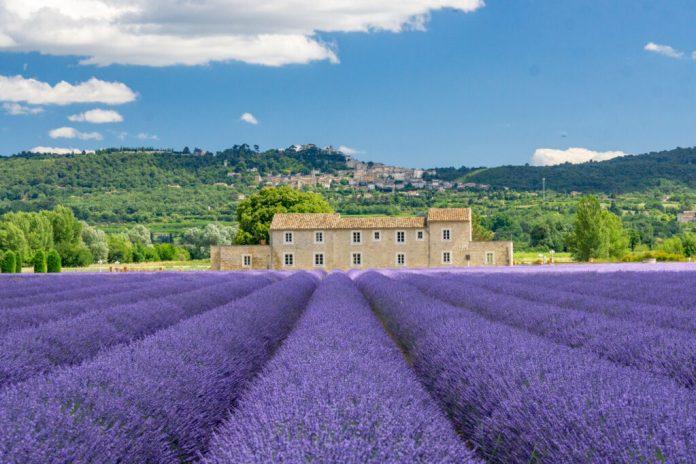 Khoảng cuối tháng 6 bạn có thể bắt đầu lên kế hoạch tới Provence ngắm hoa được rồi (Ảnh: Internet).