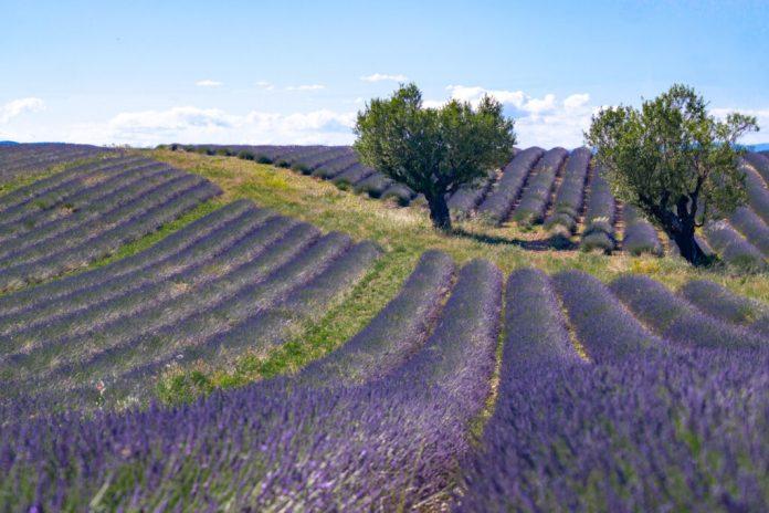 Cánh đồng hoa oải hương tuyền một màu tím tại Provence (Ảnh: Internet).