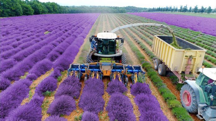 Cảnh thu hoạch hoa oải hương để chế biến thành tinh dầu tại Provence (Ảnh: Internet).