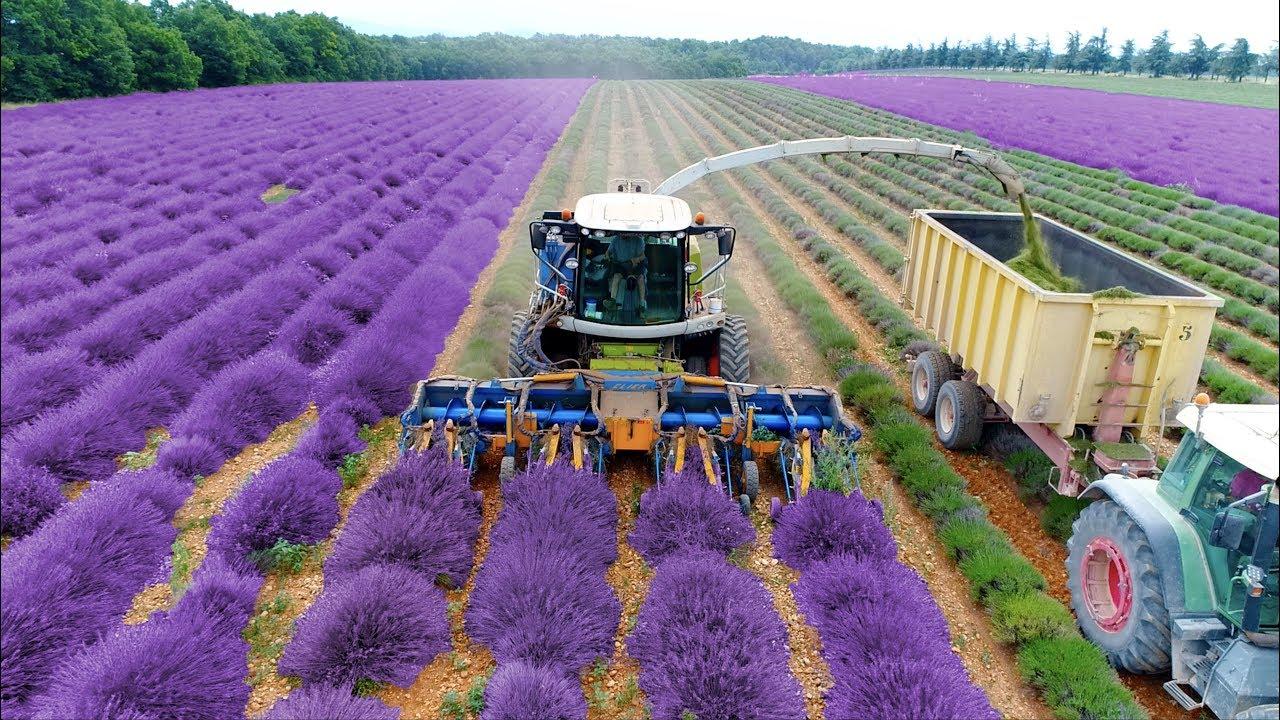 Cảnh thu hoạch hoa oải hương để chế biến thành tinh dầu tại Provence (Ảnh: Internet).