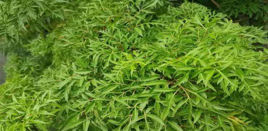 Lá đinh lăng có rất nhiều công dụng, nó được mệnh danh là nhân sâm của người Việt (Ảnh: Internet)