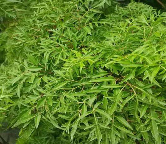 Lá đinh lăng có rất nhiều công dụng, nó được mệnh danh là nhân sâm của người Việt (Ảnh: Internet)