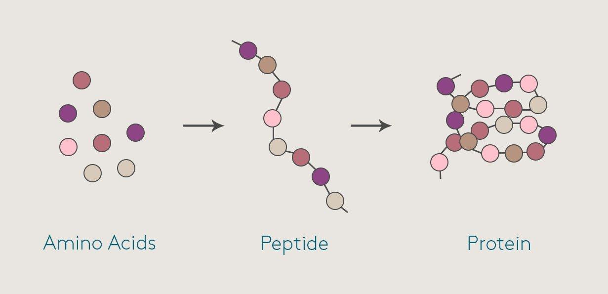 Sơ đồ chuyển hóa của Peptides. (Nguồn: Internet).