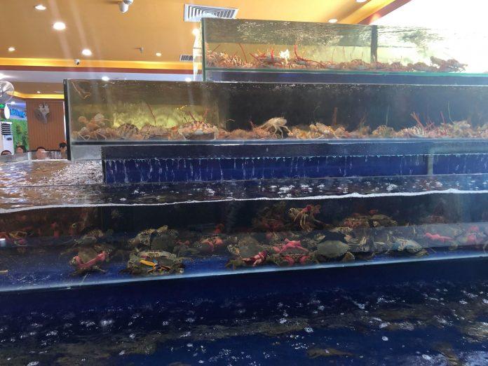 Bể hải sản cực lớn tại Buffet hải sản Chef Dzung (Nguồn: Internet)