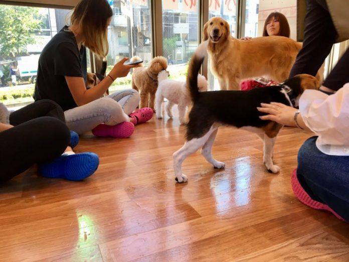 Những chú chó Poodle nhỏ nhắn lông xoăn chiếm đa số tại quán (Ảnh: Internet).