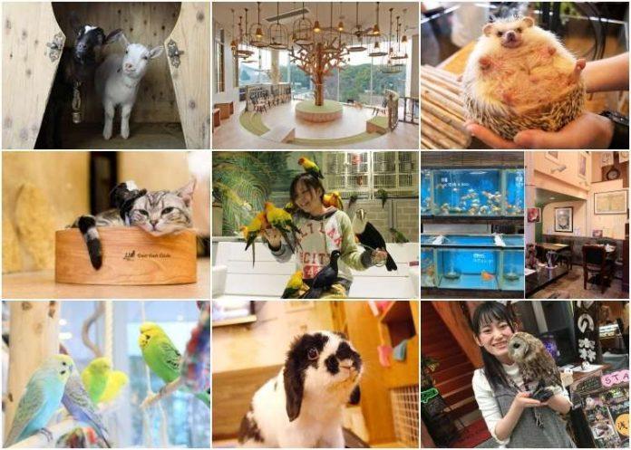 Ở Tokyo bạn có thể bắt gặp rất nhiều quán cafe động vật đủ các giống loài khác nhau (Ảnh: Internet).