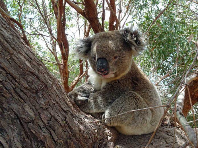 Gấu koala tại Trạm Mikkira (Ảnh: Internet).