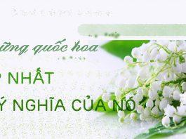 20 loài hoa đẹp được chọn làm quốc hoa và ý nghĩa của chúng Quốc hoa đẹp và ý nghĩa của nó (Nguồn: Internet)