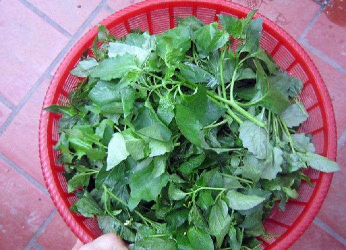 Rau tầm bóp hỗ trợ điều trị tiểu đường (Ảnh: Internet).