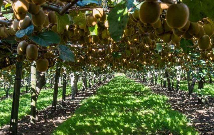 Vườn kiwi xanh trĩu quả sắp được thu hoạch (Ảnh: Internet).