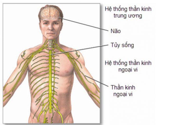 Những rối loạn của hệ thần kinh có thể gây đổ mồ hôi đêm (Ảnh: Internet).