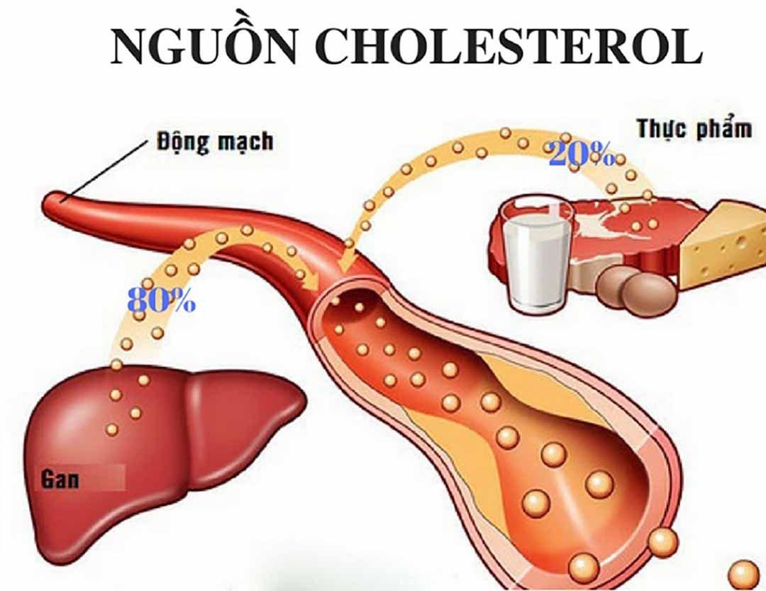 Cholesterol đến từ thực phẩm và do gan tạo ra (Ảnh: Internet).