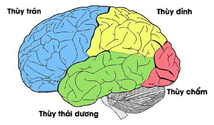 Các thùy cấu tạo nên bộ não (Ảnh: Internet).