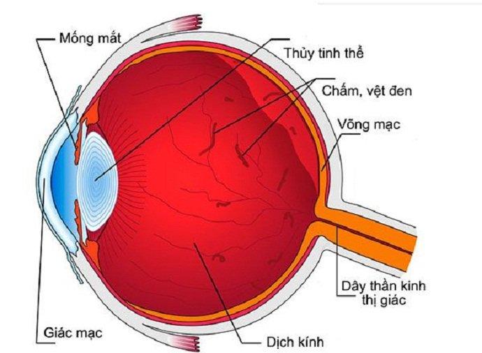 Các thành phần cấu tạo cơ bản của mắt (Ảnh: Internet).