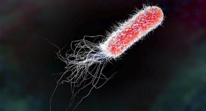 Vi khuẩn E. coli có thể sống trong ruột của chúng ta mà không gây ra vấn đề gì (Ảnh: Internet).