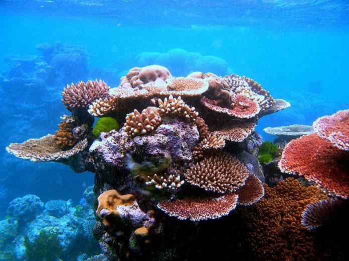 Các loại san hô tuyệt đẹp của đại dương (Ảnh: Internet).