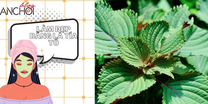 Tất tần tật các công thức làm đẹp bằng lá tía tô đơn giản, tiết kiệm ( Nguồn: BlogAnChoi)