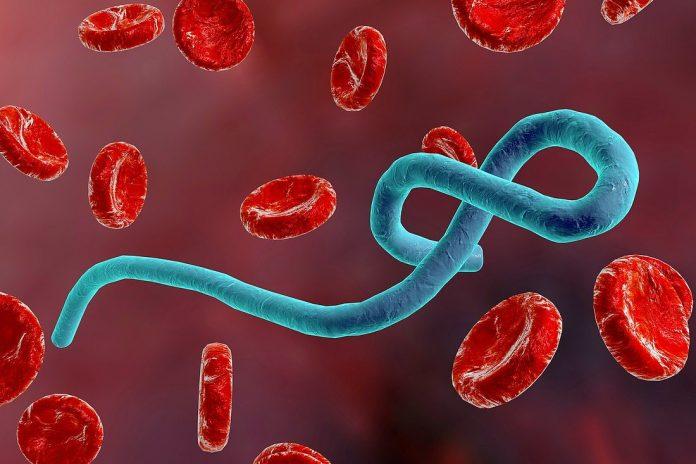 Virus Ebola đã được biết là lây truyền qua máu và các dịch cơ thể (Ảnh: Internet).