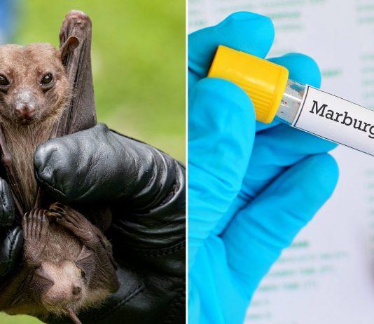 Virus Marburg – Mầm bệnh nguy hiểm vừa được phát hiện và được WHO gọi là “dễ gây ra dịch”