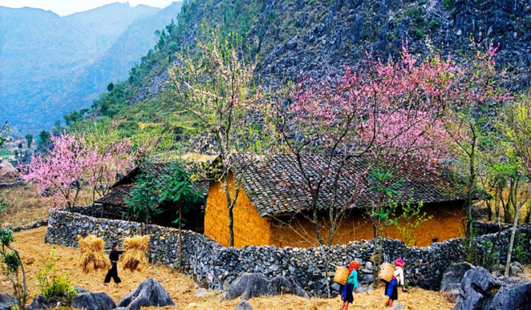 Ha Giang cao nguyen da no hoa