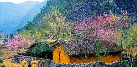 Ha Giang cao nguyen da no hoa