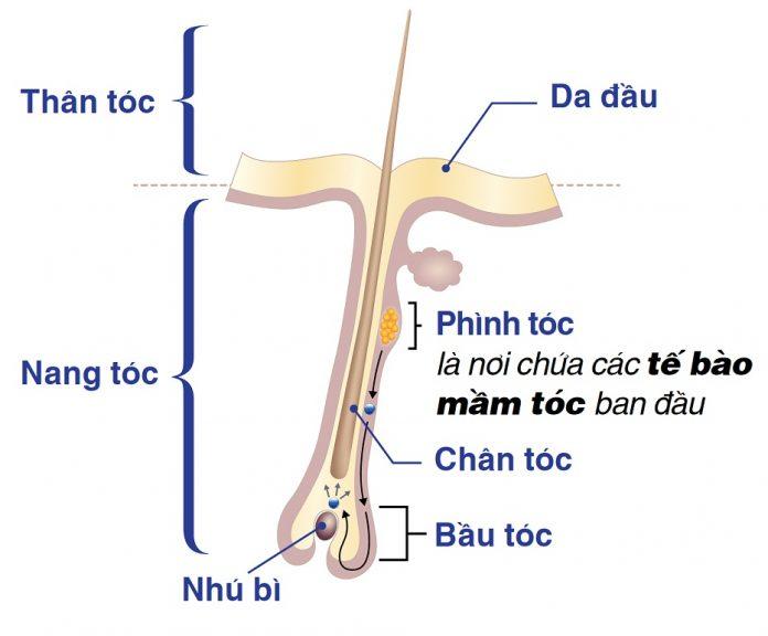 Tóc mọc dài ra liên tục là nhờ các tế bào mầm bên dưới da đầu (Ảnh: Internet).