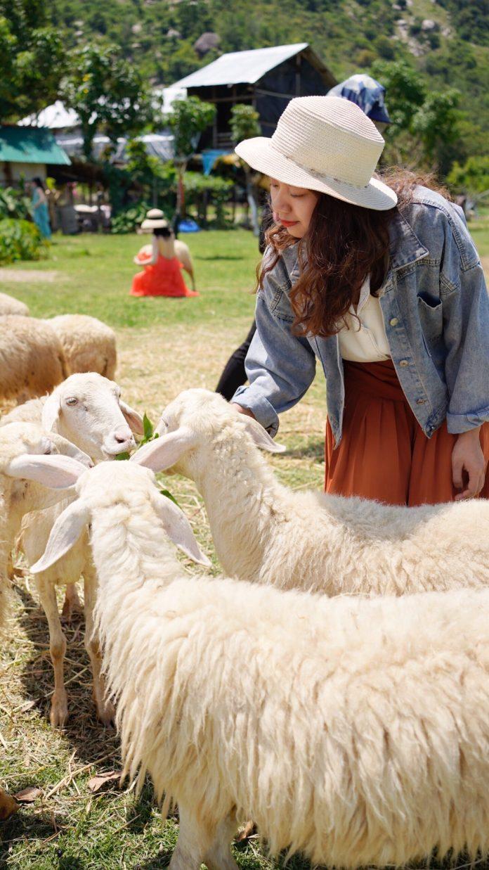 Cho cừu ăn ở Đồng Cừu Suối Tiên (Ảnh: Kim Cúc).