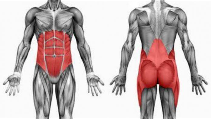 Core bao gồm các cơ ở vùng bụng, lưng dưới và mông (Ảnh: Internet).