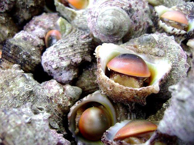 Ốc xà cừ ở đảo Lý Sơn (Ảnh: Internet).