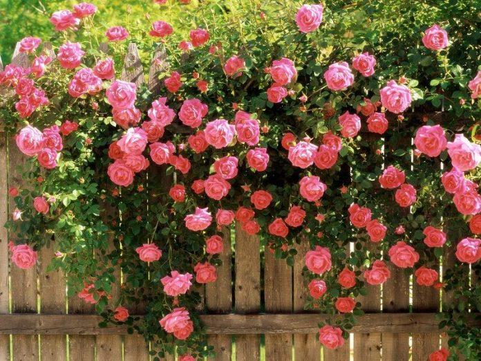 Vườn hoa hồng bên hàng rào (Nguồn: Internet).