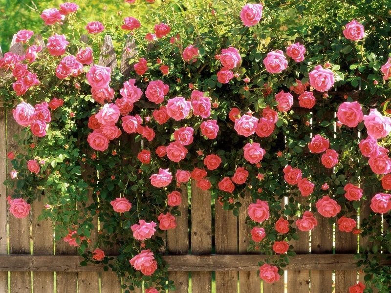 Vườn hoa hồng bên hàng rào (Nguồn: Internet).