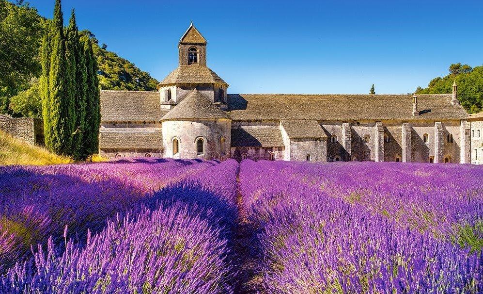 Cánh đồng hoa lavender (Nguồn: Internet).