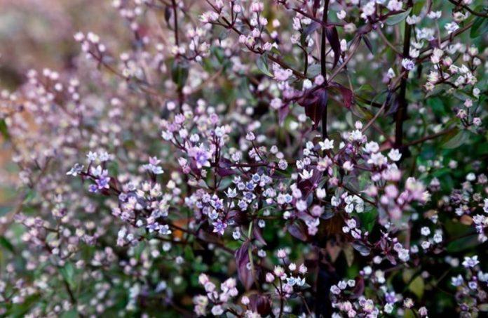 Nụ hoa Chi Pâu nhỏ xinh, màu tím pha với trắng ngọc (Ảnh: Internet).