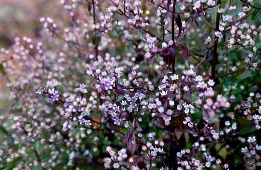 Nụ hoa Chi Pâu nhỏ xinh, màu tím pha với trắng ngọc (Ảnh: Internet).