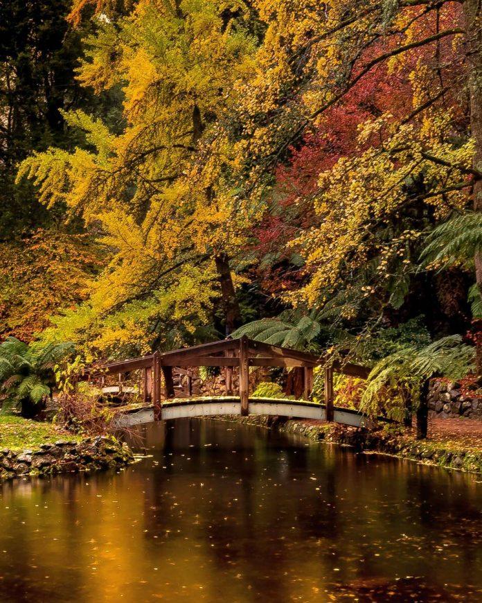 Vẻ đẹp mơ mộng của khu vườn Alfred Nicholas, viên ngọc ẩn trong Dandenong Ranges, Úc (Ảnh: Internet).