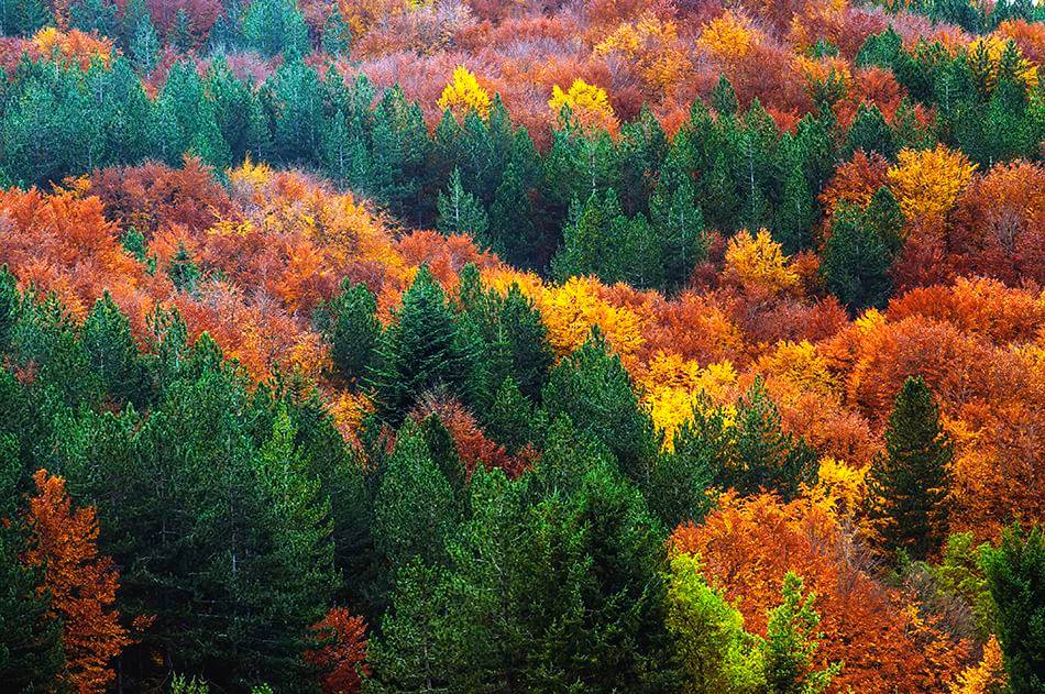 Rừng cây dương đặc trưng ở Lombardy ngả màu vàng, cam rực rỡ vào mùa thu (Ảnh: Internet).