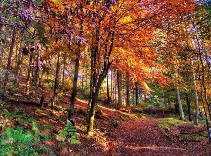 Khu rừng Faskally ở Pitlochry (Scotland) rực rỡ vào mùa thu (Ảnh: Internet).