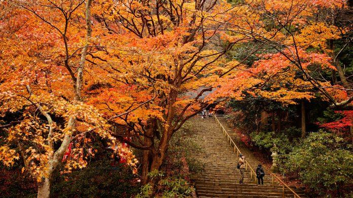 Lá mùa thu rơi khắp Nara (Nhật Bản) (Ảnh: Internet).