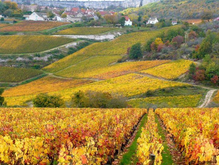 Vườn nho vàng rực ở thung lũng Loire (Pháp) vào mùa thu (Ảnh: Internet).
