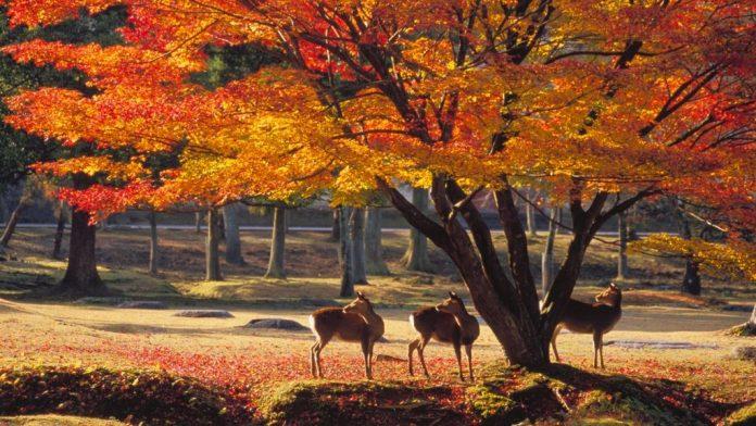 Du khách có thể ngắm nhìn lá rơi và cho hươu ăn tại công viên ở Nara, Nhật Bản (Ảnh: Internet).