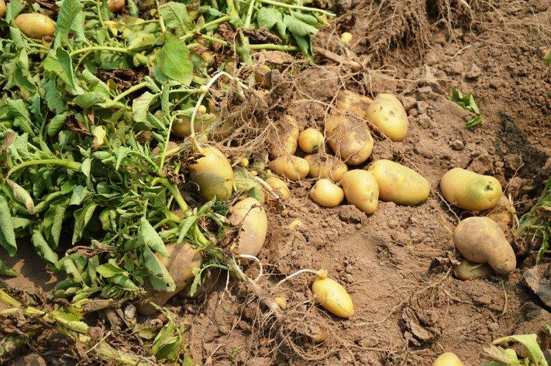 Những cây khoai tây khi được thu hoạch (Ảnh: Internet).