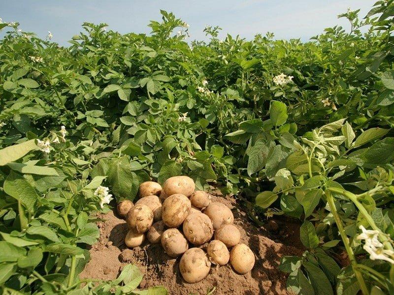 Những ruộng khoai tây đã đưa châu Âu thoát khỏi cảnh đói kém (Ảnh: Internet).